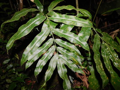 Coniogramme fraxinea