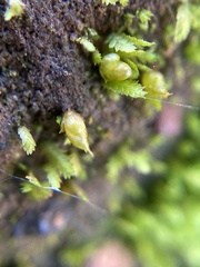 Acaulon