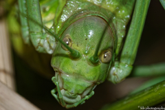 Steropleurus andalusius