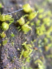 Acaulon