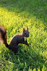 Sciurus carolinensis