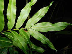 Coniogramme fraxinea