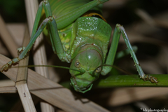 Steropleurus andalusius