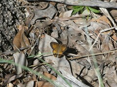 Hypocysta irius