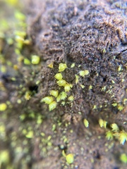 Acaulon