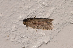 Ephestia elutella