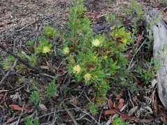 Banksia armata armata