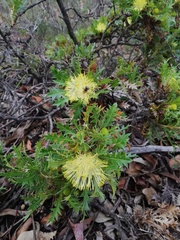 Banksia armata armata