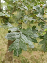 Phyllocoptes goniothorax