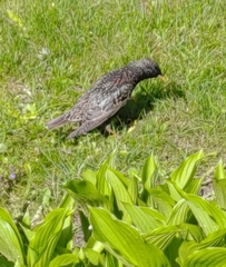 Sturnus vulgaris
