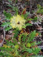 Banksia armata armata