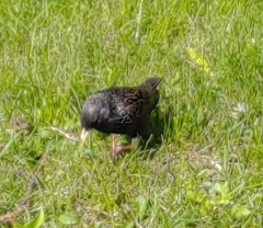 Sturnus vulgaris