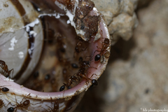 Monomorium salomonis