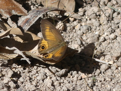 Hypocysta irius