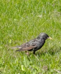 Sturnus vulgaris