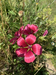 Malope
