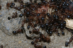 Monomorium salomonis