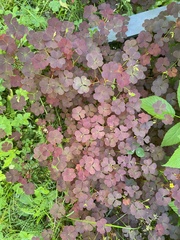 Oxalis stricta rufa