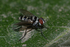 Trigonospila transvittata