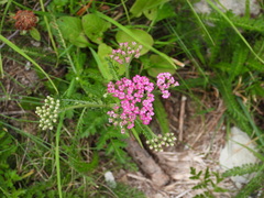 Achillea roseo-alba