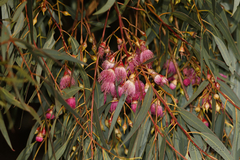 Eucalyptus petiolaris
