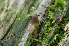 Mycena viridimarginata
