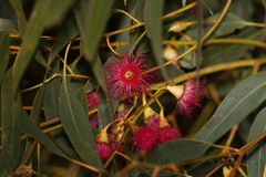 Eucalyptus petiolaris