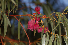 Eucalyptus petiolaris