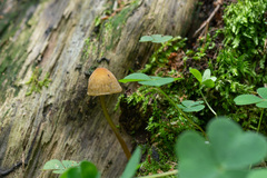 Mycena viridimarginata