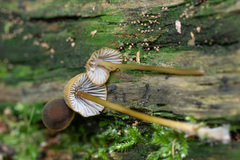 Mycena viridimarginata