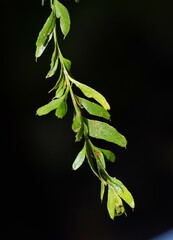 Tmesipteris obliqua