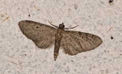 Eupithecia tripunctaria