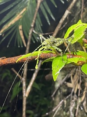 Phricta aberrans