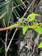 Phricta aberrans