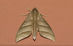 Elibia dolichoides