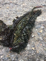 Costaria costata