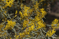 Acacia notabilis