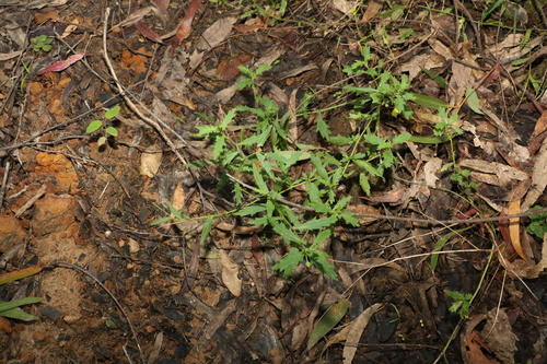 Image of Calotis dentex by (c) Greg Tasney, some rights reserved (CC BY-SA)