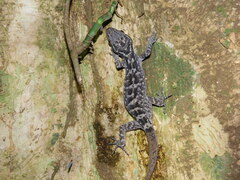 Cyrtodactylus marmoratus