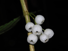 Mycetia cauliflora