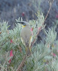 Ptilotula keartlandi