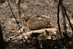 Turnix maculosus