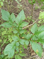 Tacca leontopetaloides