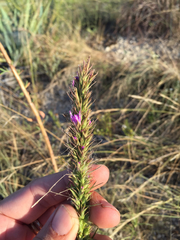 Liatris aestivalis