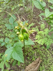 Tacca leontopetaloides