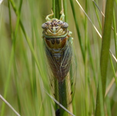 Diceroprocta delicata