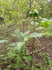 Tacca leontopetaloides