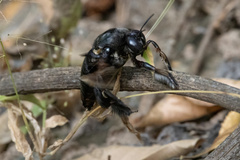 Xylocopa perforator