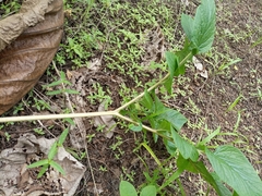Tacca leontopetaloides