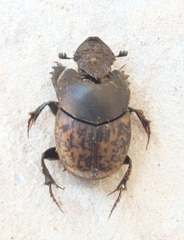Onthophagus fracticornis